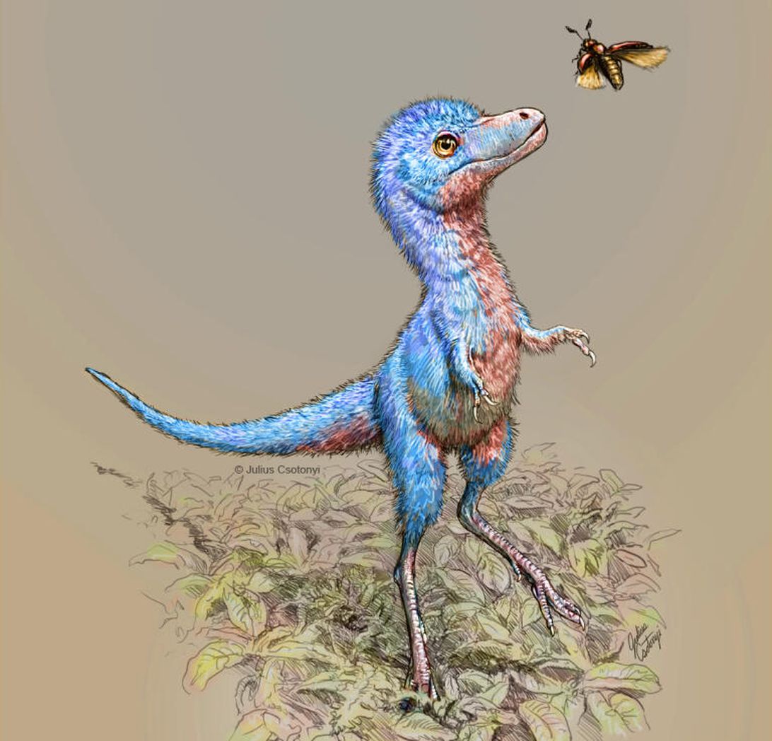 juvenile tyrannosaurus