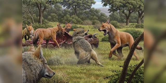 Somewhere in southwestern North America during the late Pleistocene, a group of dire wolves (Canis dirus) feed on killing bison, while a pair of gray wolves (Canis lupus) approaches in hopes of getting rid of them.  A terrible wolf rushes to confront the Gray Wolves, and their encounter allows for the comparison of the larger wolf with a larger head and a reddish brown to its smaller gray relative.  (Mauricio Anton / Nature)